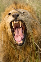 African Lion Panthera leo with a split tongue at Maasai Mara, Kenya