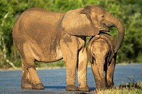 African Elephant comforting Calf at Addo National Reserve, South Africa
