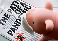 Pink, toy pig with a swine flu mask on, appearing to be reading about Swine flu pandemic in magazine  Humour on the pandemic Swine flu issue  High ang...