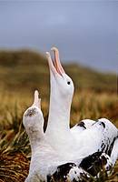 Wandering Albatross Diomendea exulans in courtship behaviour, Island of South Georgia