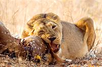 Lioness eating kill of spotted deer  Gir National Park, Gujarat, India