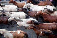 Herd of horses, ´Saca de las yeguas´ festival, town of Almonte, province of Huelva, Andalusia, Spain. Dating back to 1504, every 26th of June, the ´ye...