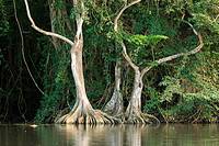 Pterocarpus officinalis trees with buttressed root, Caruao river, Vargas coast, Venezuela