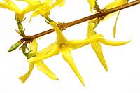 Blüte der Forsythie, Forsythia intermedia suspensa Heilpflanze der chinesischen Medizin - antibakteriell, fungizid / Flowers of a forsythia Forsythia ...