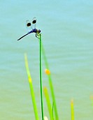 Four-spotted Dragonfly Perched