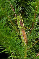 Grasshopper on Fennel