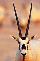 Arabian Oryx Oryx leucoryx on Sir Bani Yas Island, United Arab Emirates, April 2001