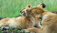 Lioness and cub. Maasai Mara National Reserve. Kenya.