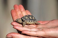 Babyschildkröte in meiner Hand