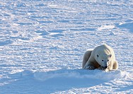 Polar Bear (Ursus maritimus), Churchill, Canada (November 2005)