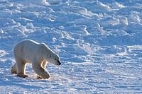 Polar Bear (Ursus maritimus), Churchill, Canada (November 2005)
