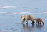 Polar Bear (Ursus maritimus) with cubs, Churchill, Canada (November 2005)
