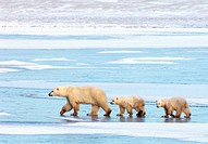 Polar Bear (Ursus maritimus) with cubs, Churchill, Canada (November 2005)