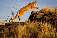 Cougar jumps up onto rocks in pursuit