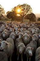 Rebaño de ovejas merinas  Dehesa de encinas en el Valle de Alcudia  Ciudad Real  Castilla La Mancha  España