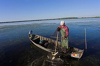 Fishermen bring in their harvest of fish from a fish trap in the Danube Delta, Romania in early morning     Tulcea, Danube Delta, Romania, Europe