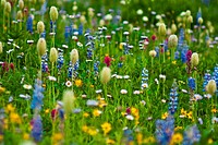 Wildflowers near Tipsoo Lake, Mount Rainier National Park, Washington, USA