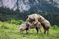 Copulation of celtic pigs. Asturias. Spain