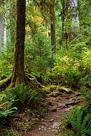 Hall of Mosses Trail, Hoh Rain Forest, Olympic National Park, Washington, USA