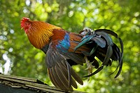 Colorful rooster landing on old wooden roof.