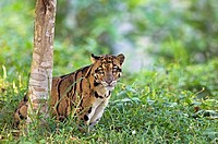 Clouded Leopard in Captive Situation India
