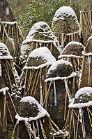 Grave stones engraved with kanji characters, bound with straw rope and covered in snow at Fushi-inari-taisha shrine in Kyoto