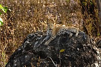 Leopard Panthera pardus on black rock in Kanha National Park, Madhya Pradesh, India