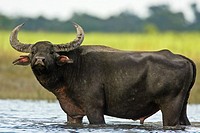 Wild Asiatic Water Buffalo Bubalis bubalis arnee Kaziranga National Park, Assam, India