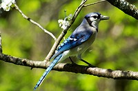 Blue jay bird (Cyanocitta cristata) perched on a cherry tree branch with blossoms in the springtime