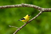 American Goldfinch male (Carduelis tristis) sitting on a Cherry tree branch in the Springtime.