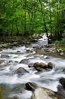 Little Pigeon River Cascades in Greenbrier of the Great Smoky Mountains in Tennessee, USA