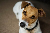 Pedigreed Smooth Coat Jack Russell Terrier  PR0903