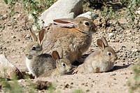 Wild Rabbit Oryctolagus cuniculus, female with three young animals at burrow entrance, Alentejo, Portugal