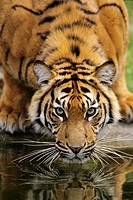 Sumatra Tiger Panthera tigris sumatrae, drinking, portrait