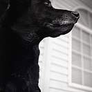 Black labrador retriever, close-up profile.
