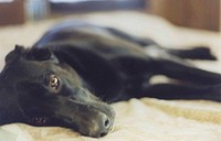 Black labrador retriever, lying on bed