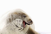 Crabeater seals Lobodon carcinophaga swimming along or hauled out on fast ice floe in Bourgeois Fjord 67°40´S 67°5´W near the Antarctic Peninsula  The...