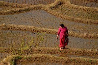 Woman in rice field, Langtang, Nepal