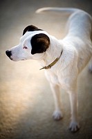Stray dog, Seville, Spain