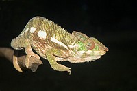 Panther Chameleon Furcifer pardalis, Madagascar
