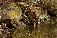 Bengal Tiger Panthera tigris drinking on a hot day  Bandhavgarh National Park, Madhya Pradesh, India