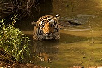 Bengal Tiger Panthera tigris resting in water  Kanha National Park, Madhya Pradesh, India
