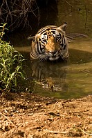 Bengal Tiger Panthera tigris resting in water  Kanha National Park, Madhya Pradesh, India