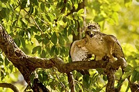 Juvenile Eagle in Bandhavgarh National Park, Madhya Pradesh, India