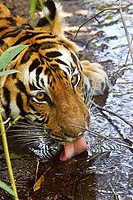 Bengal Tiger Panthera tigris drinking on a hot day  Kanha National Park, Madhya Pradesh, India