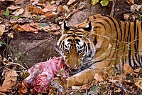 Bengal Tiger Panthera tigris feeding on spotted deer kill  Bandhavgarh National Park, Madhya Pradesh, India