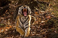 Bengal Tiger Panthera tigris yawning after a meal  Bandhavgarh National Park, Madhya Pradesh, India