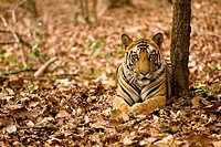 Bengal Tiger in Bandhavgarh National Park, India