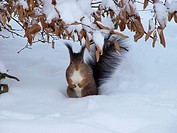 -Squirrel in Shönbrunn Park in Winter- Wien(Austria).