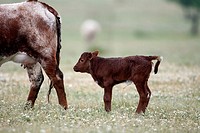 Cattle, bull calf with ear tags, beef cattle breed, Portugal